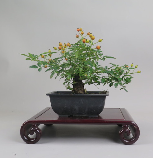 Bonsai de Rosa