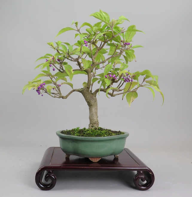 Bonsai de callicarpa