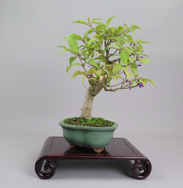 Bonsai de callicarpa