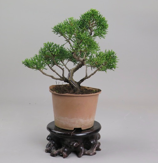 Bonsai de Juniperus chinensis