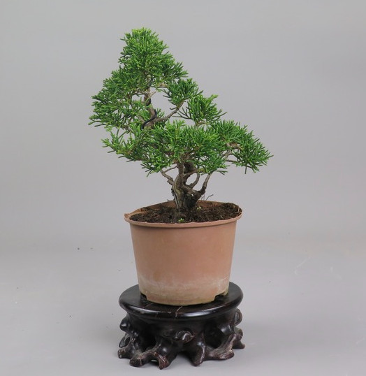 Bonsai de Juniperus chinensis