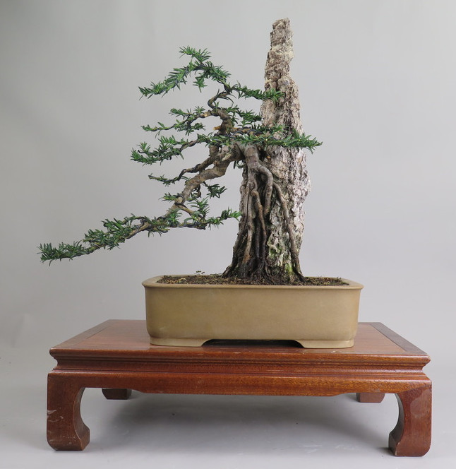 Bonsai de tejo