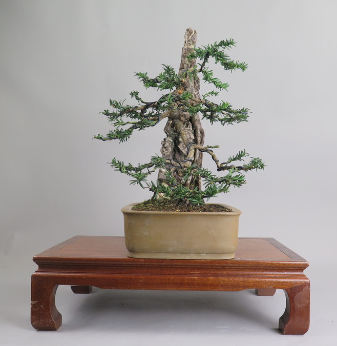 Bonsai de tejo