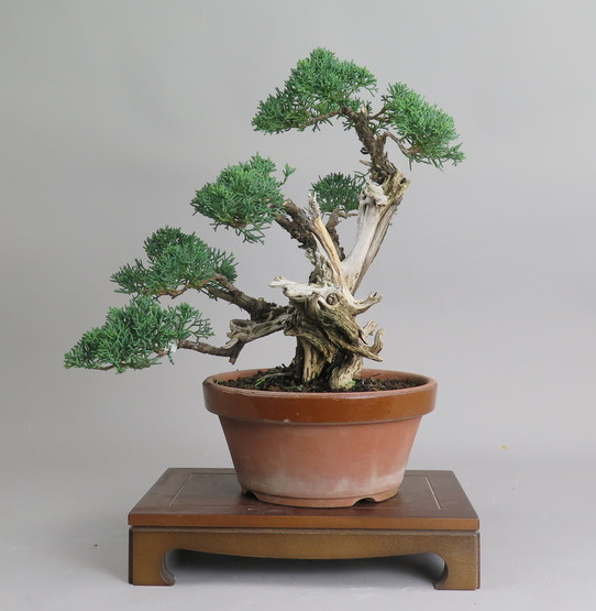 Bonsai de Juniperus chinensis