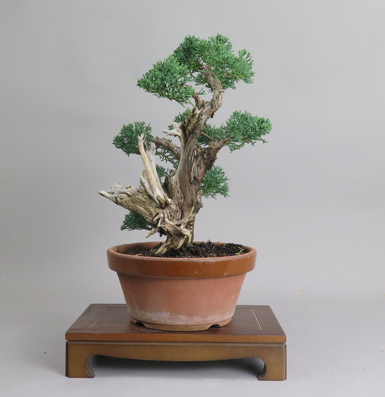 Bonsai de Juniperus chinensis
