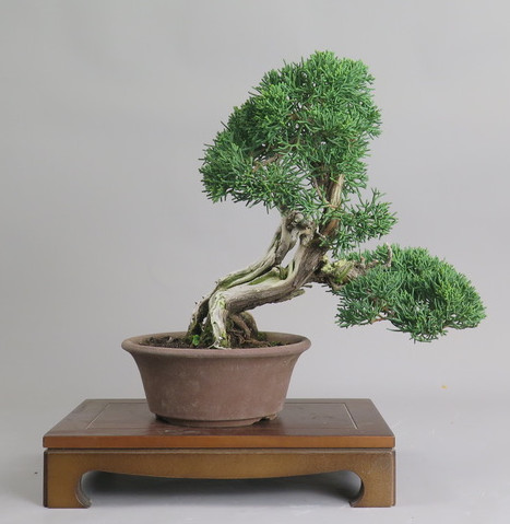 Bonsai de Juniperus chinensis