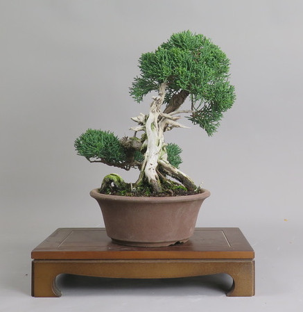 Bonsai de Juniperus chinensis