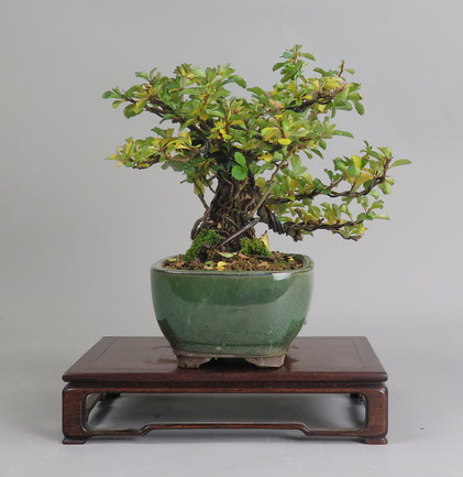Bonsai de Chaenomeles