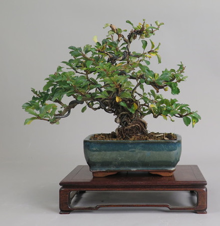Bonsai de Chaenomeles