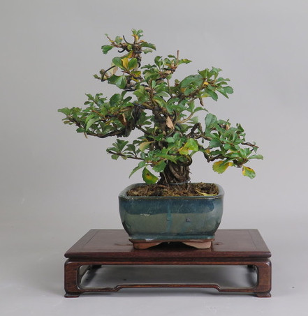 Bonsai de Chaenomeles