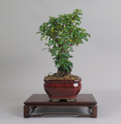Bonsai de Chaenomeles