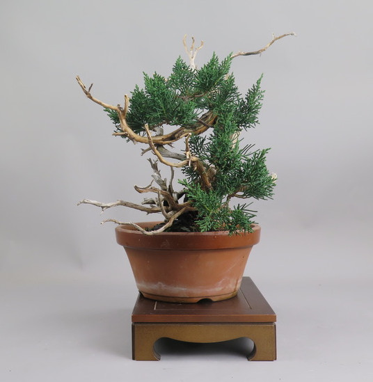Bonsai de Juniperus chinensis