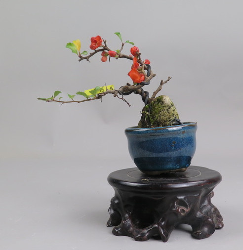 Bonsai de Chaenomeles