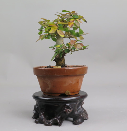 Bonsai de ligustrum
