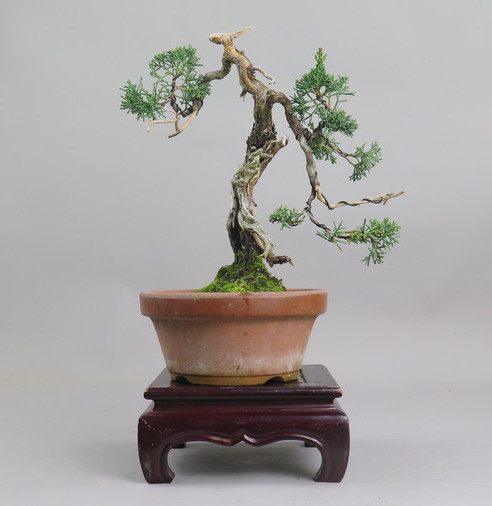 Bonsai de Juniperus chinensis