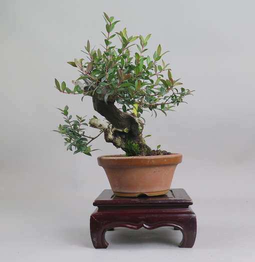 Bonsai de Mirto