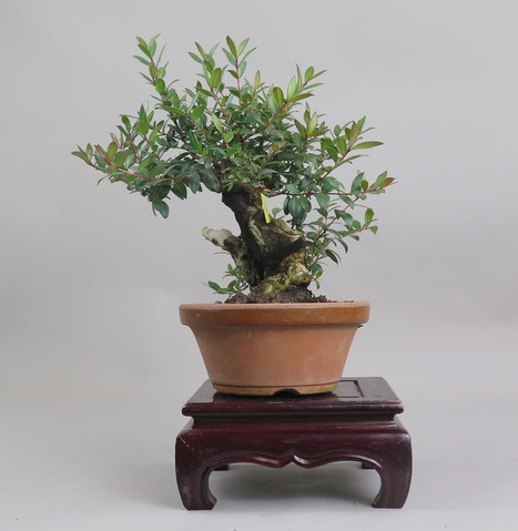 Bonsai de Mirto
