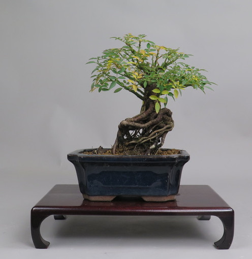 Bonsai de Rosa