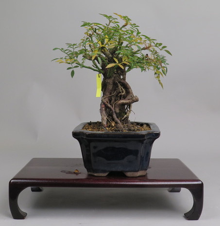 Bonsai de Rosa