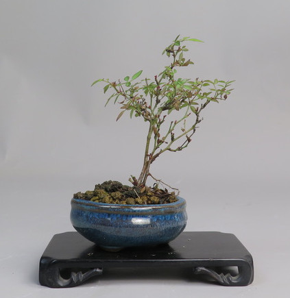 Bonsai de Rosa