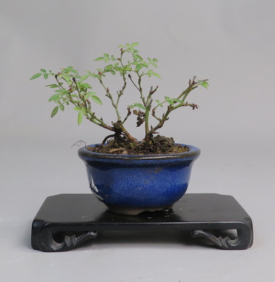 Bonsai de Rosa