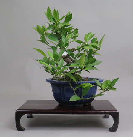 Bonsai de mandarino