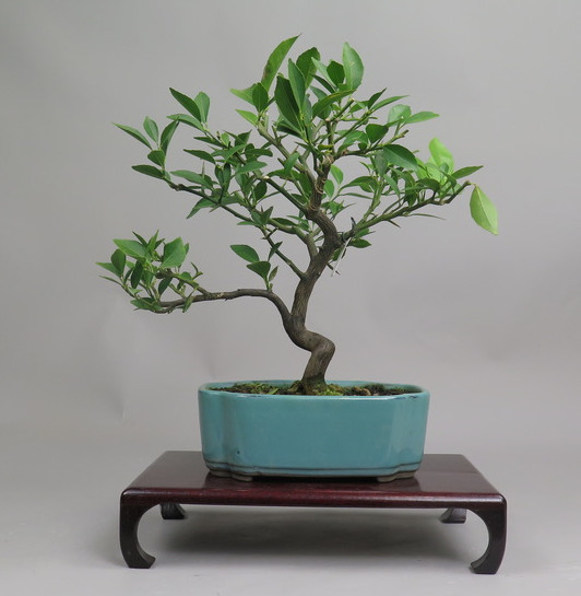 Bonsai de mandarino