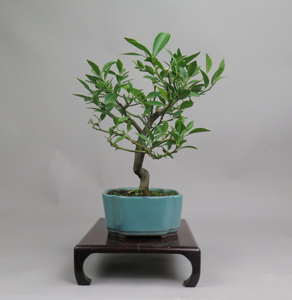 Bonsai de mandarino