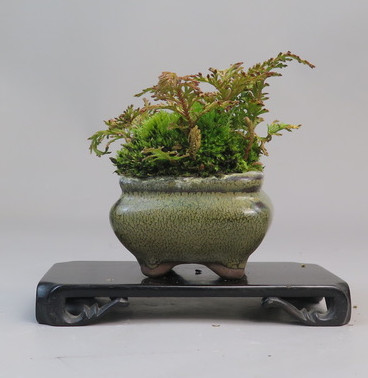 Kusamono de selaginella