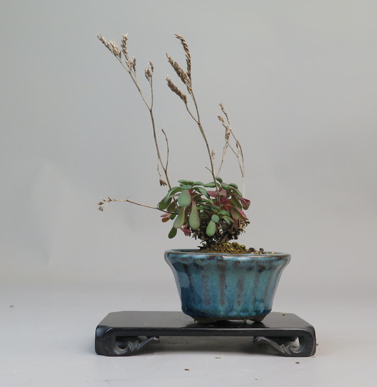 Kusamono de Limonium