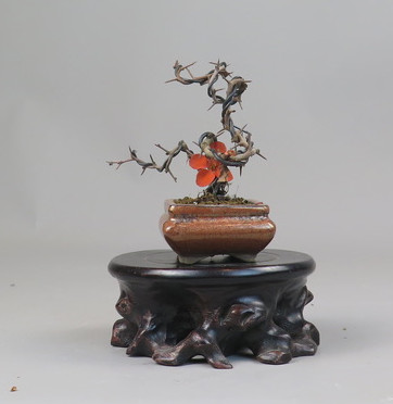 Bonsai de Chaenomeles