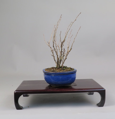 Bonsai de Chaenomeles