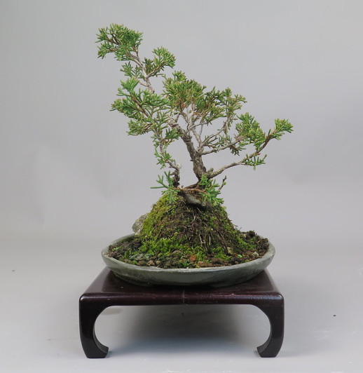 Bonsai de Juniperus chinensis