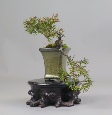 Bonsai de Juniperus chinensis