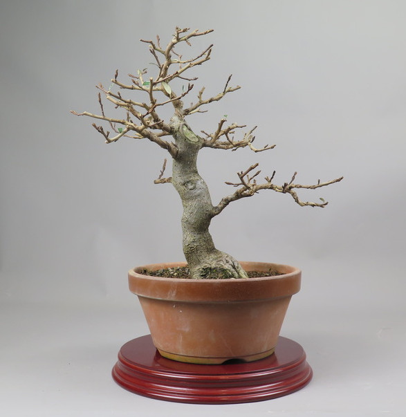 Bonsai de Eleagnus