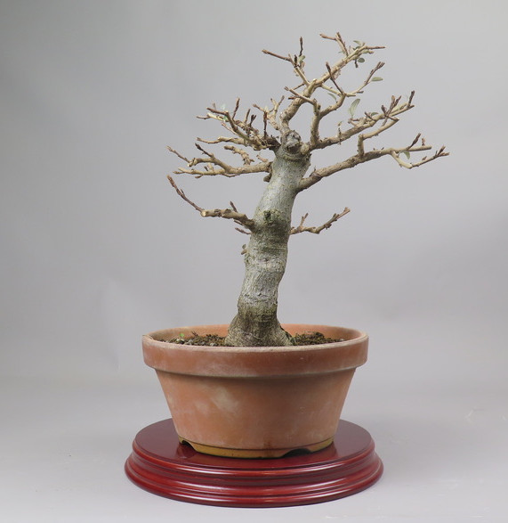 Bonsai de Eleagnus