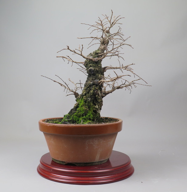 Bonsai de Celkova Nire