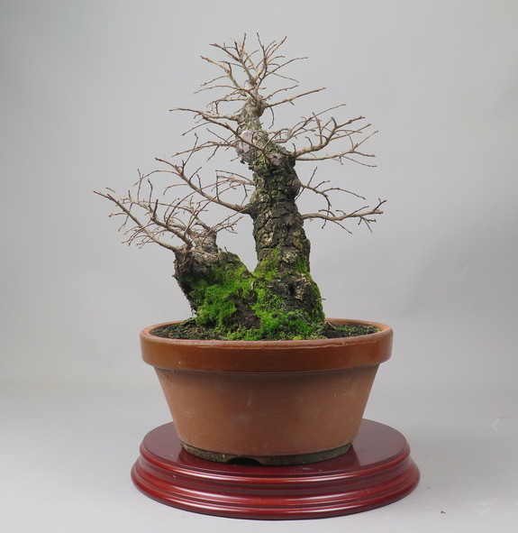 Bonsai de Celkova Nire