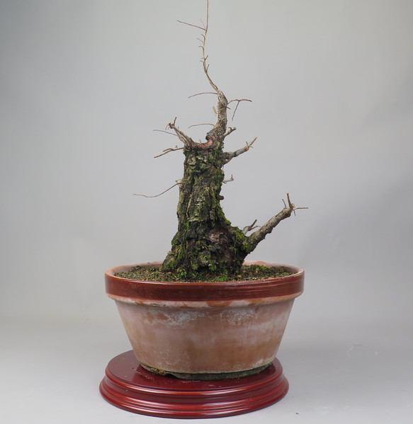 Bonsai de Celkova Nire