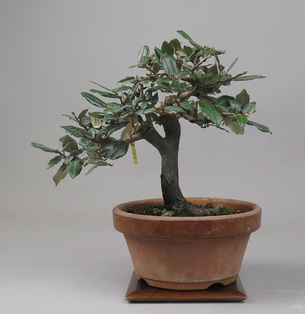 Bonsai de Eleagnus