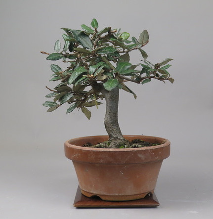 Bonsai de Eleagnus
