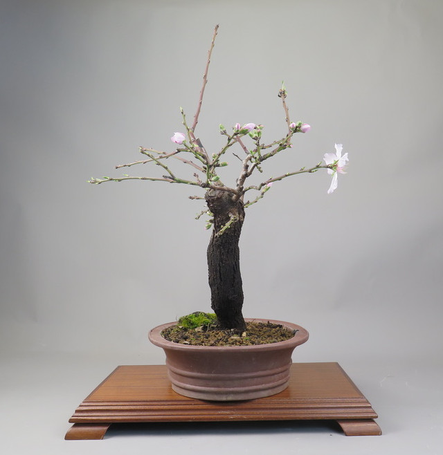 Bonsai de almendro