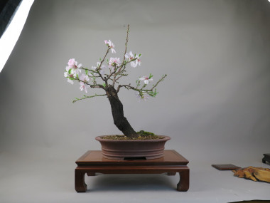 Bonsai de almendro