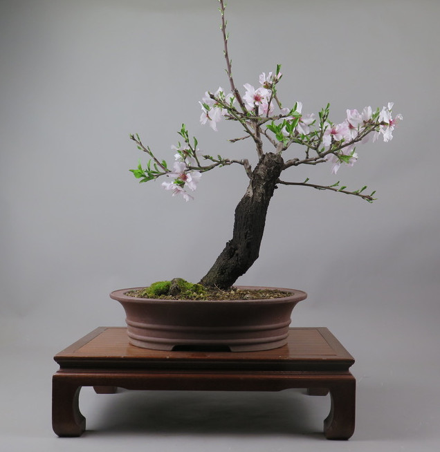 Bonsai de almendro