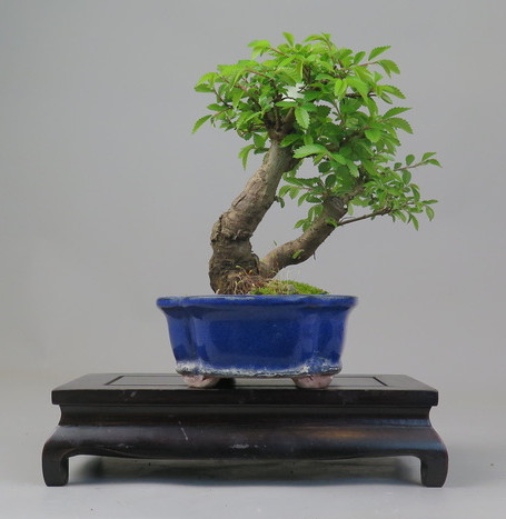 Bonsai de Celkova Nire