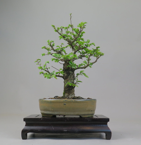 Bonsai de Celkova Nire
