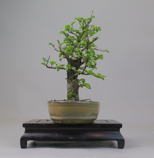 Bonsai de Celkova Nire