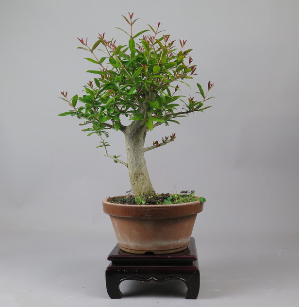Bonsai de granado