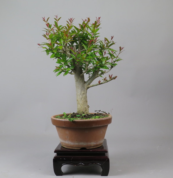 Bonsai de granado