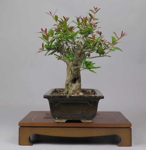 Bonsai de granado